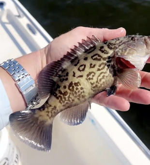 Catch the moment – fishing in the Outer Banks